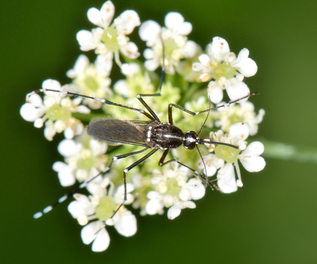 Culicidae:  Aedes albopictus vegana?